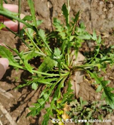 薺菜長什么樣子圖片，不要認成其他野菜(葉似蒲公英開白花)