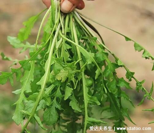 薺菜長什么樣子圖片，不要認成其他野菜(葉似蒲公英開白花)