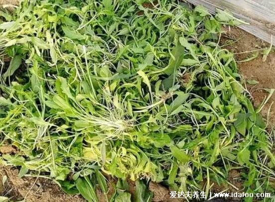 薺菜長什么樣子圖片，不要認成其他野菜(葉似蒲公英開白花)