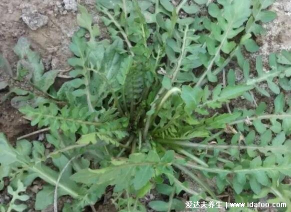 薺菜長什么樣子圖片，不要認成其他野菜(葉似蒲公英開白花)