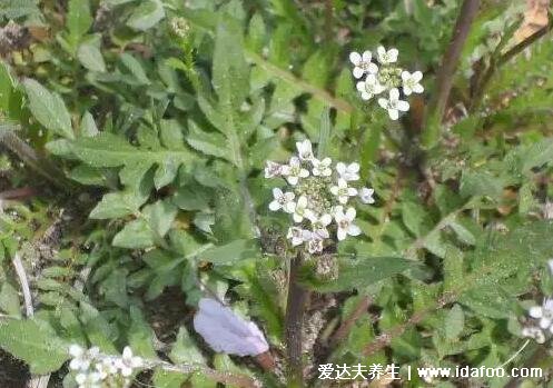 薺菜長什么樣子圖片，不要認成其他野菜(葉似蒲公英開白花)