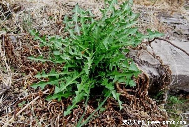 薺菜長什么樣子圖片，不要認成其他野菜(葉似蒲公英開白花)