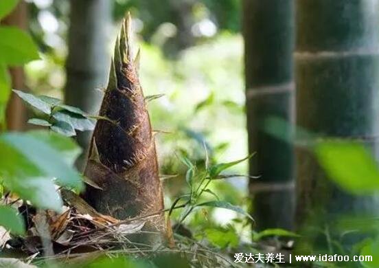 春筍怎么做才好吃簡單又好吃，春筍的做法大全家常菜