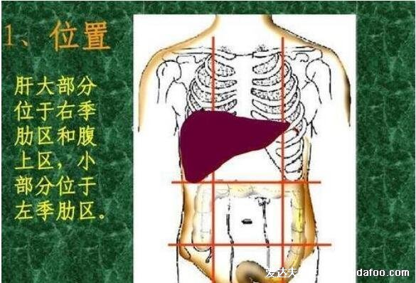 肝疼痛一般在哪個部位圖解，警惕反復的右上腹部/右肩膀的鈍痛