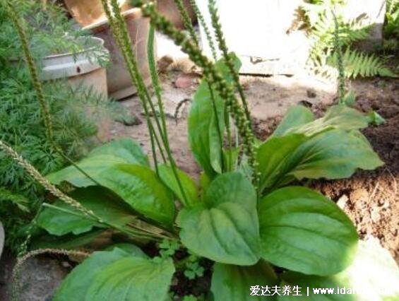 4種止咳最靈的野菜圖片，車(chē)前草適宜熱性咳嗽(馬齒莧孕婦不要吃)