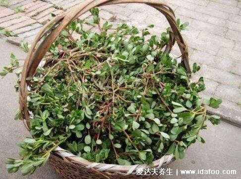 4種止咳最靈的野菜圖片，車(chē)前草適宜熱性咳嗽(馬齒莧孕婦不要吃)