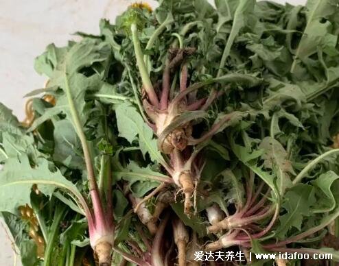 4種止咳最靈的野菜圖片，車(chē)前草適宜熱性咳嗽(馬齒莧孕婦不要吃)