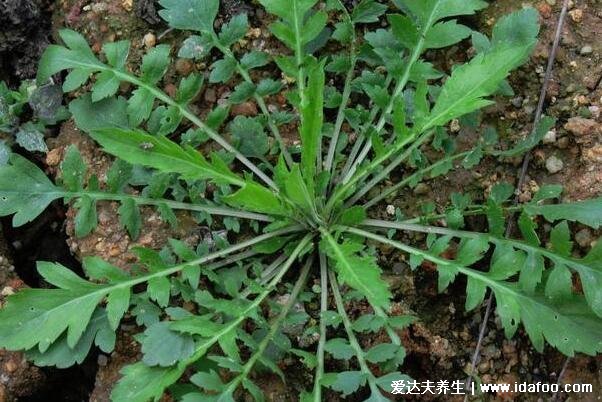 農村能吃100種野菜圖片大全，薺菜/馬齒莧/蕨菜/苦菜/折耳根