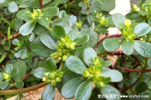 農村能吃100種野菜圖片大全，薺菜/馬齒莧/蕨菜/苦菜/折耳根