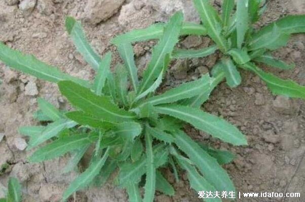 農村能吃100種野菜圖片大全，薺菜/馬齒莧/蕨菜/苦菜/折耳根