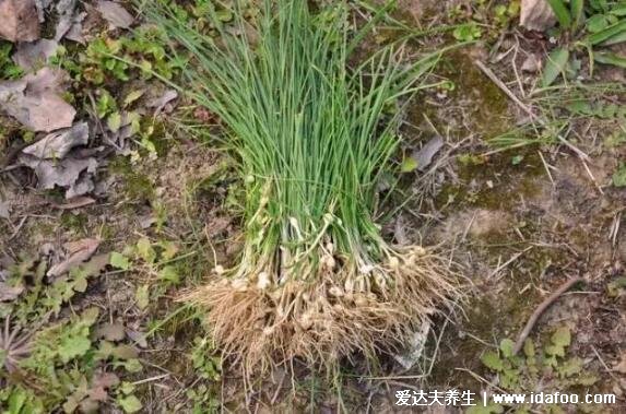 農村能吃100種野菜圖片大全，薺菜/馬齒莧/蕨菜/苦菜/折耳根