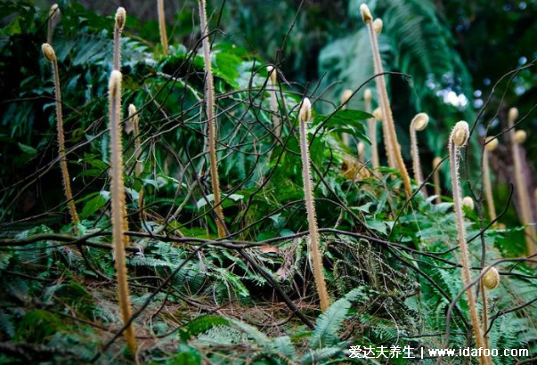 農村能吃100種野菜圖片大全，薺菜/馬齒莧/蕨菜/苦菜/折耳根