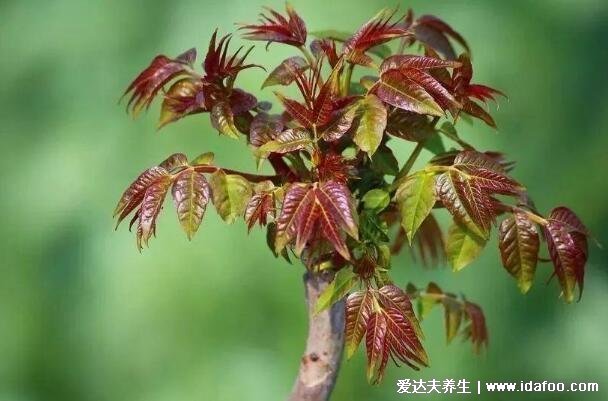 農村能吃100種野菜圖片大全，薺菜/馬齒莧/蕨菜/苦菜/折耳根