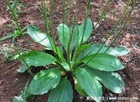 農村能吃100種野菜圖片大全，薺菜/馬齒莧/蕨菜/苦菜/折耳根