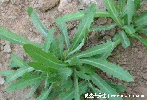 抗癌第一的野菜排行榜，苦菜抑制白血病(4種殺死癌細(xì)胞最狠的野菜) 