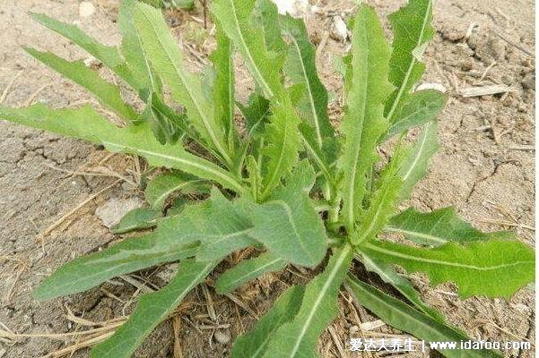 止咳最靈的野菜，殺死癌細(xì)胞最狠的野菜圖片(車前草/苦苦菜)