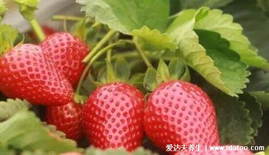 抗癌第一的野菜排行榜圖片，可以多吃馬齒莧/苦菜/苜蓿草