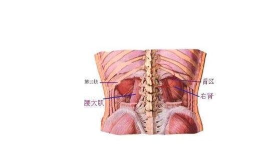 腎結(jié)石會(huì)引起身體哪個(gè)部位疼痛圖片，腹痛/腰痛(腎疼腰疼區(qū)別圖)