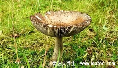 它是春季最毒的菜！有人因此全身?yè)Q血！官方重要提醒：別吃！