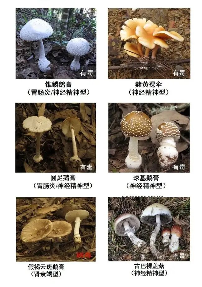 它是春季最毒的菜！有人因此全身?yè)Q血！官方重要提醒：別吃！