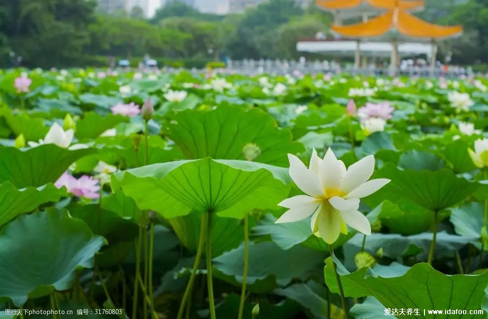 荷花的花、葉、籽和根都是養(yǎng)生保健良藥，他們的功效這里說全了