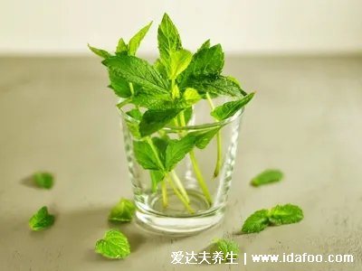 薄荷是植物“降溫劑”，撒一把在茶杯里，肝氣順了，頭腦都清醒