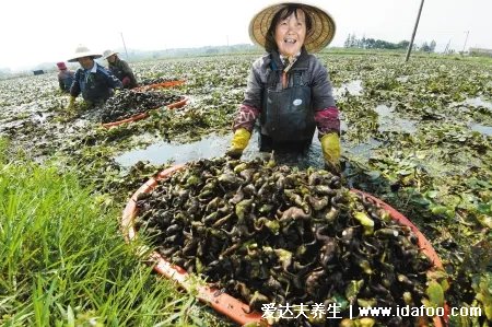 菱角、荸薺，男吃降火、女吃養(yǎng)胃、老人小孩吃消食解膩