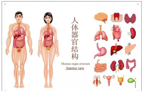 身體器官也有愛好照此養(yǎng)生身康體健