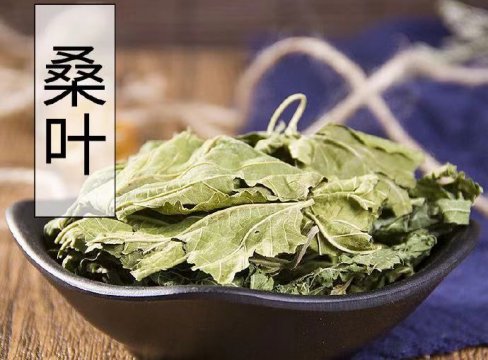 它被稱為神仙葉清肺潤(rùn)燥清肝明